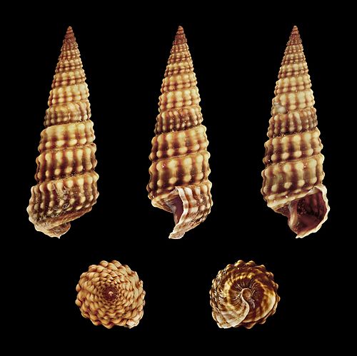 Cerithideopsilla conica